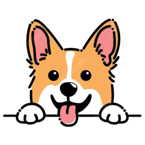 corgi3